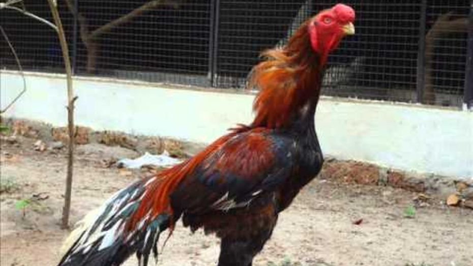 Shamo Gamefowl