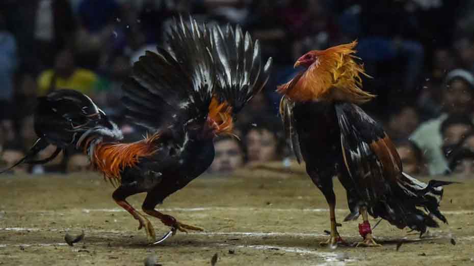 Analyzing Sabong Fighters and Roosters