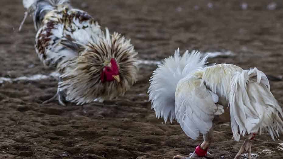 Discover The Best Sabong Breeds