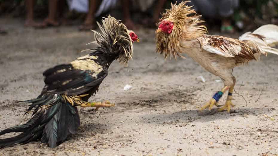 Sabong Gambling in the Philippines