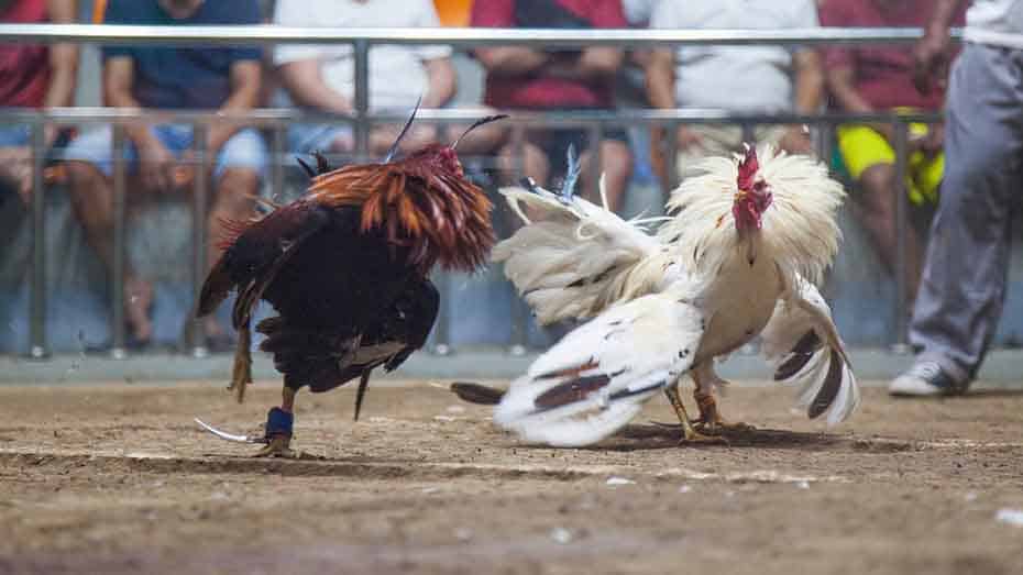 Mastering the Art of Cockfighting