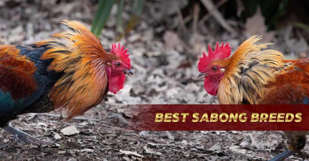 Best Sabong Breeds