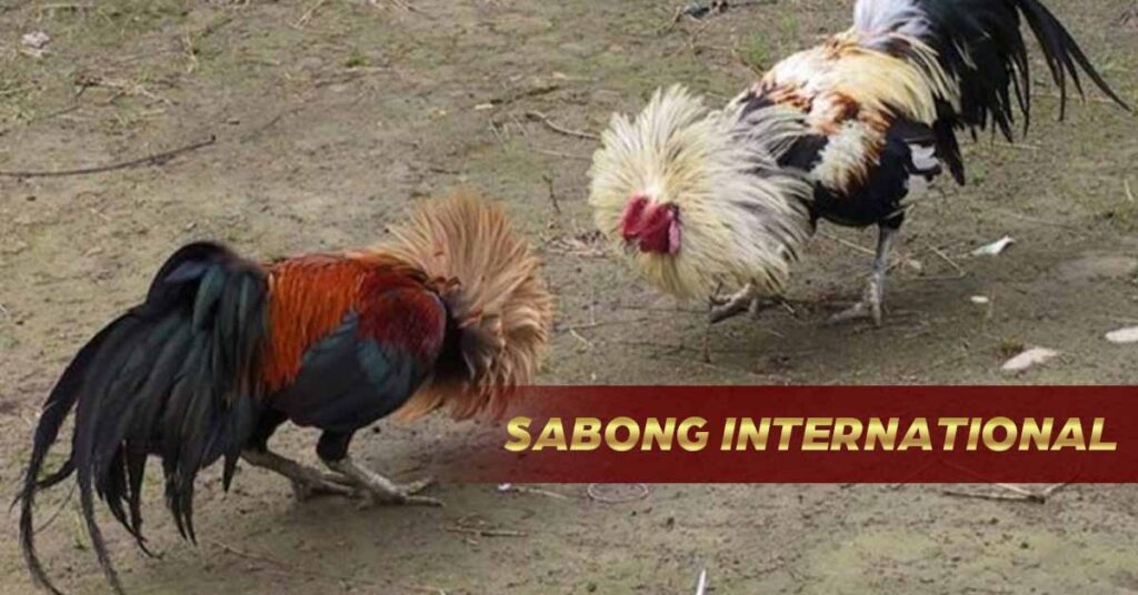 Sabong International