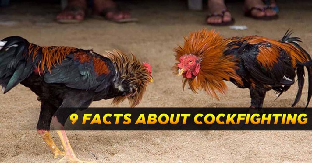 9 Facts About Cockfighting