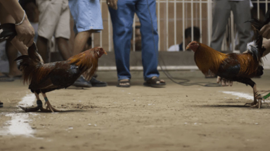 A Ring or Pit Hosts Cockfights