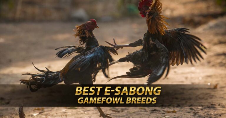 Best E-sabong Gamefowl Breeds