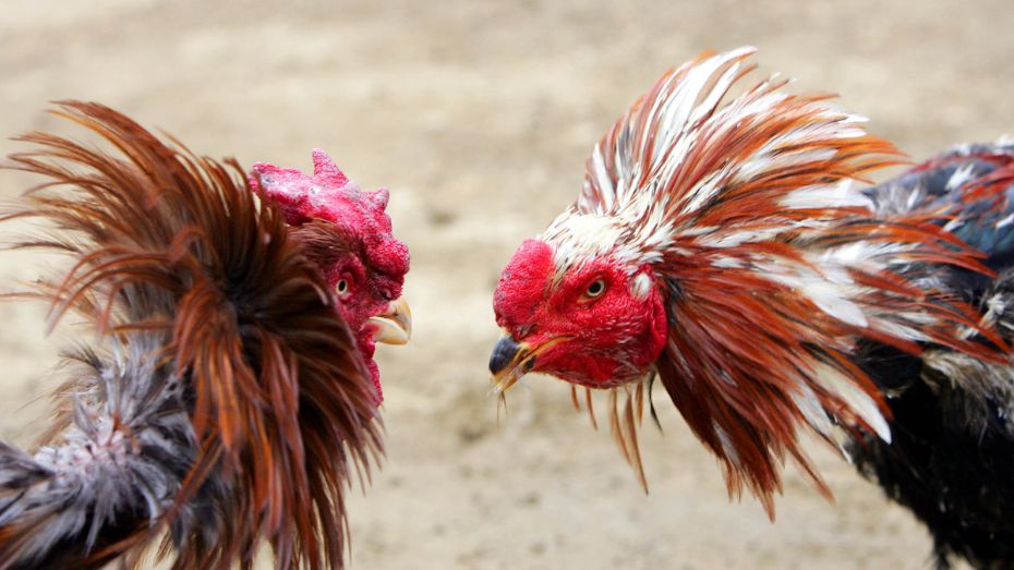 Best Gamefowl Breeds for Local Sabong