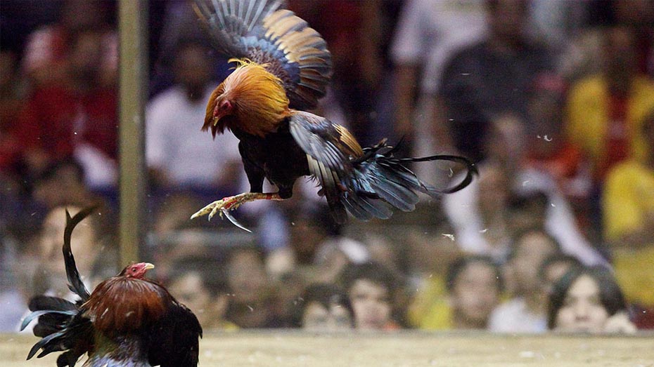 Birds are Innately Able to Engage in Combat