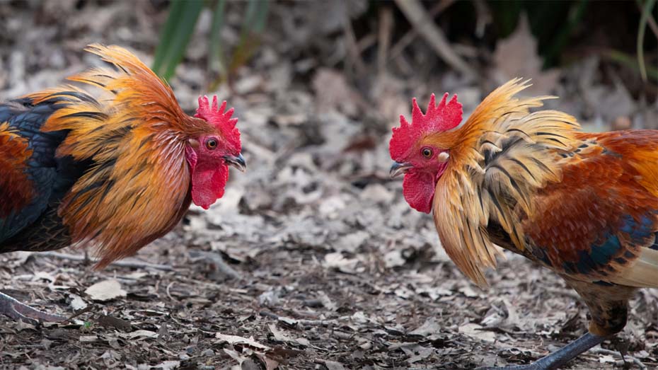 Mutilated Before Cockfighting