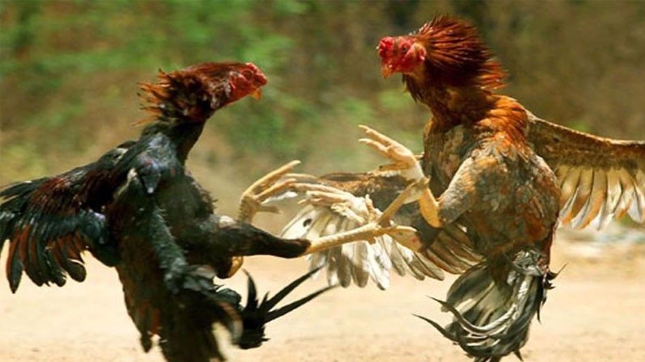 Roosters Train for Fights