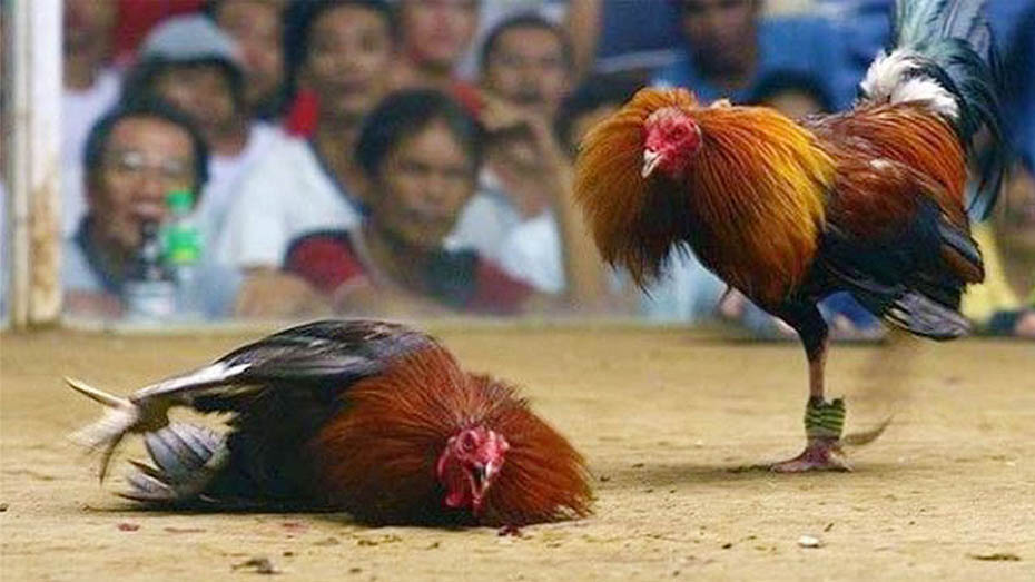 The Cocks Have Spikes for Defense