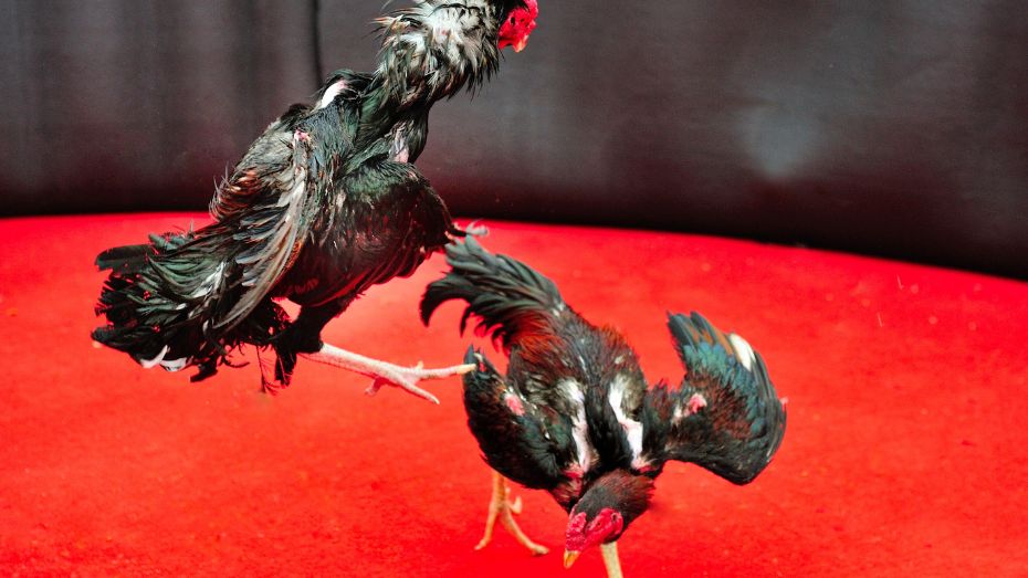 The Five Finest Gamefowl Breeds