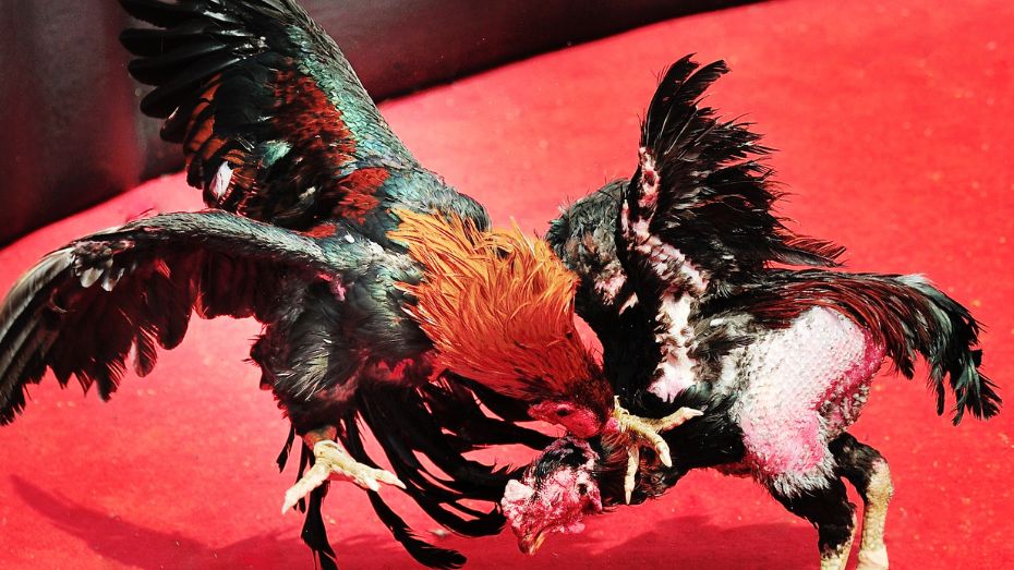 Top Gamefowl Breeds to Look Out for in E-sabong