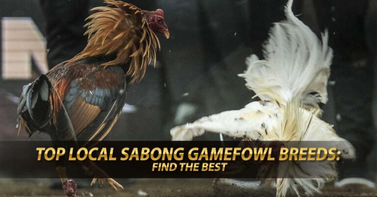 Top Local Sabong Gamefowl Breeds