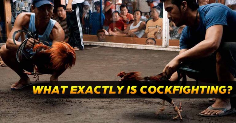 What Exactly is Cockfighting?