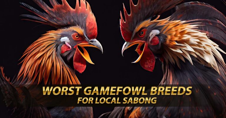 Worst Gamefowl Breeds for Local Sabong