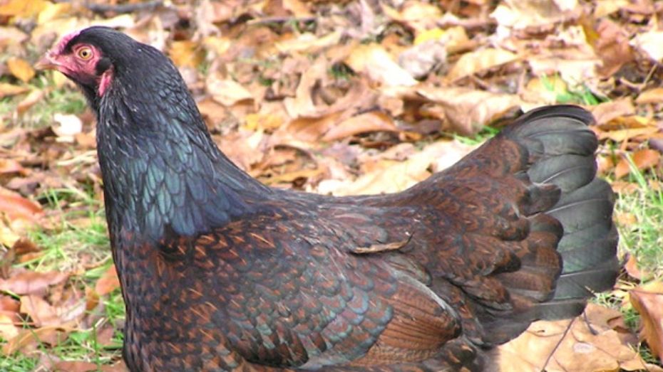 Behavioral of Cornish Chicken