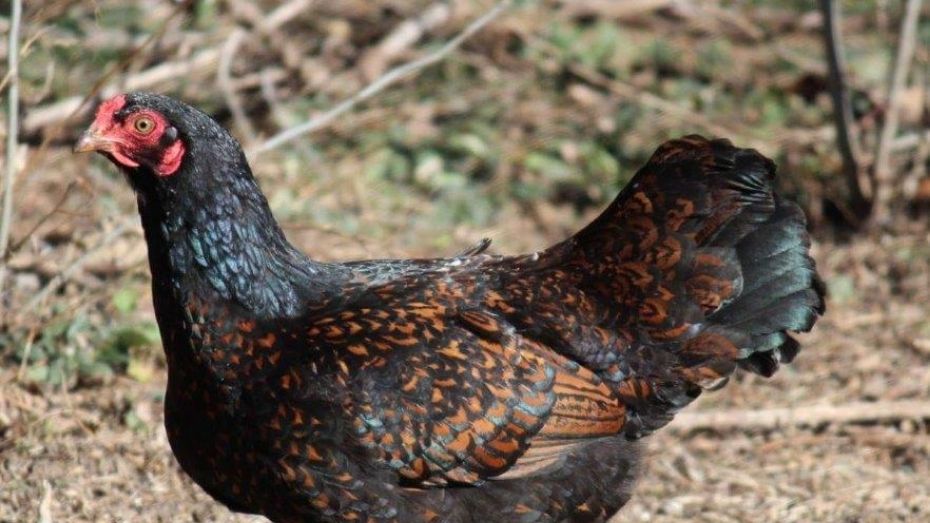 Cornish Chickens