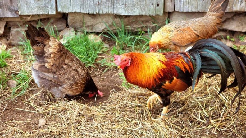 Color Variations of Cubalaya Chickens