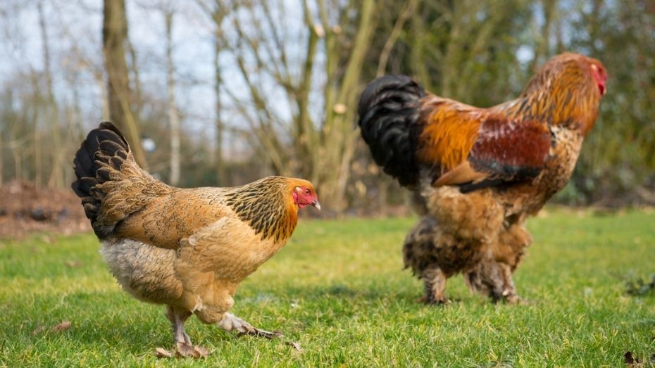 Hardiness Breed Among Chickens