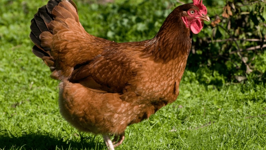 Rhode Island  Red Origins