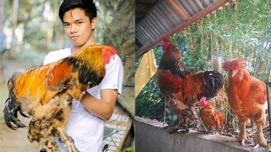 The Standard Brahma Chickens