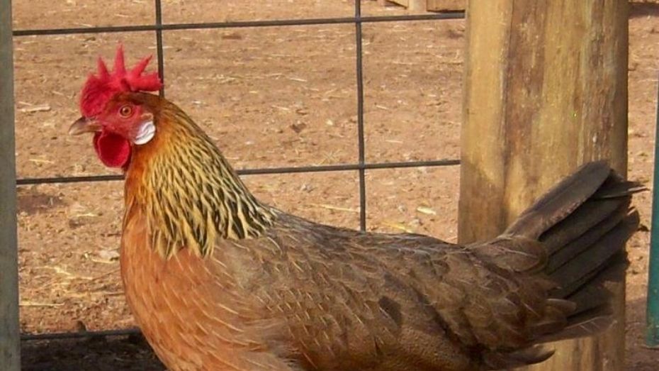 Types of Leghorn Chickens