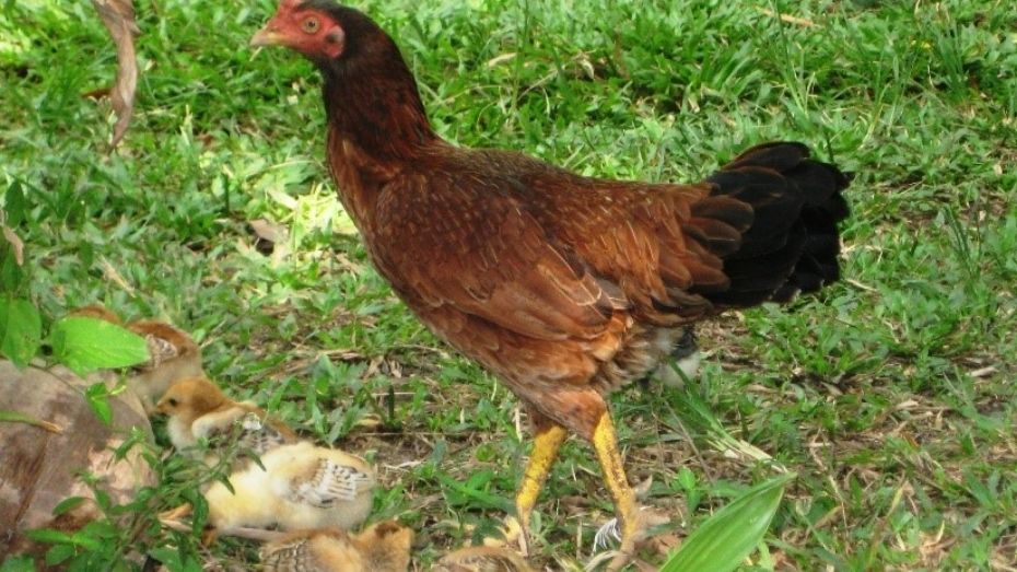 Types of Malay Chicken