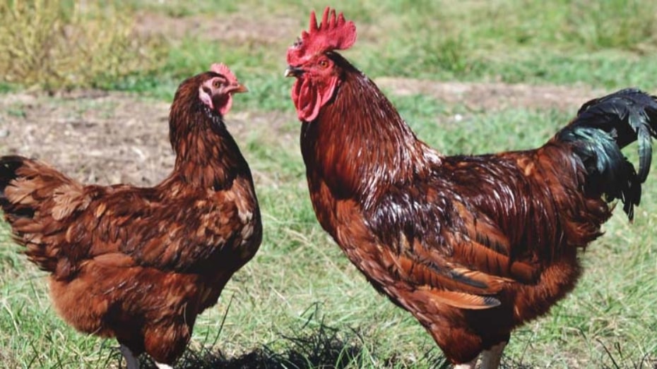 Types of Rhode Island Red