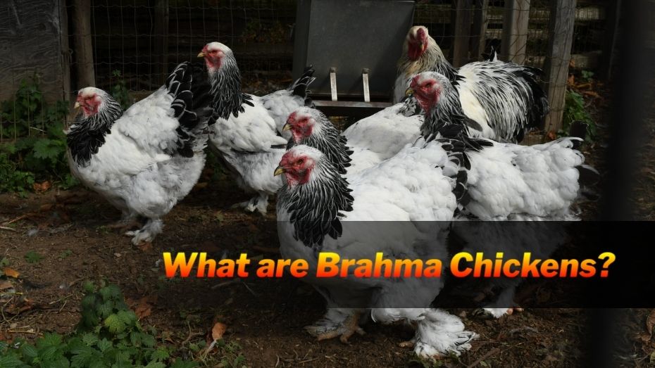 Brahma Chickens