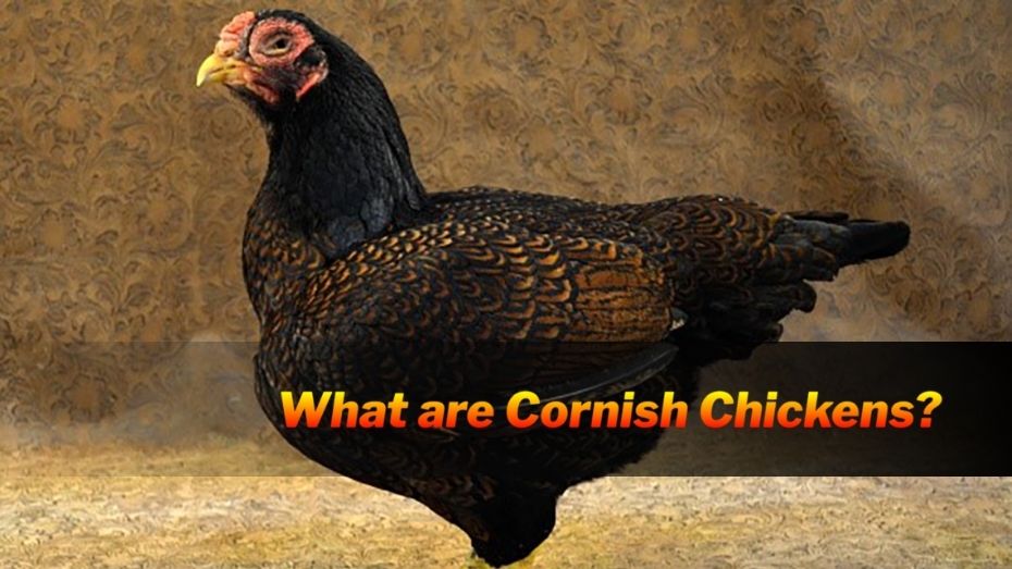 Cornish Chickens