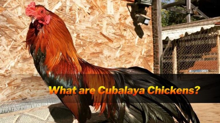 Sabong worldwide Cubalaya Chickens