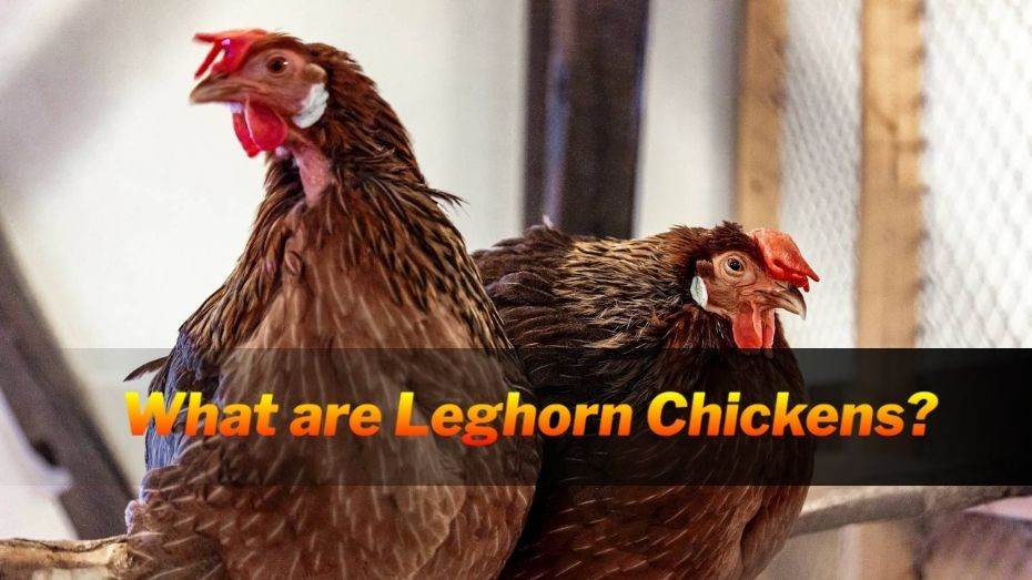 Leghorn Chickens