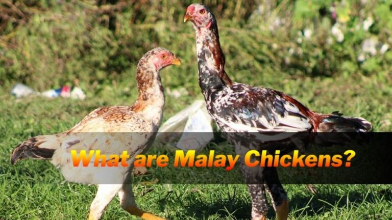 Malay Chickens