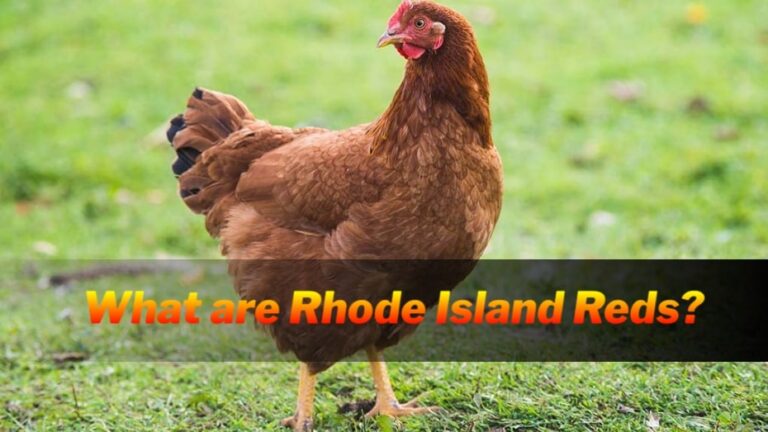 Sabong Worldwide Rhode Island Reds